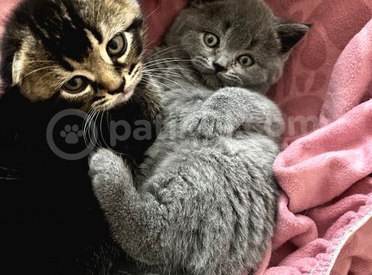Scottish Fold British Shorthair Yavrular görsel